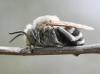 Amegilla quadrifasciata